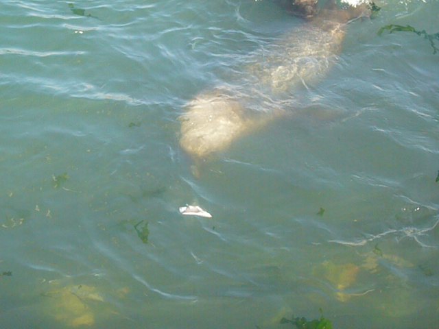 Sea lions being fed for the tourists